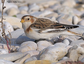 Animali 397